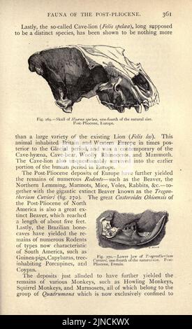 Die alte Lebensgeschichte der Erde (Seite 361) Stockfoto