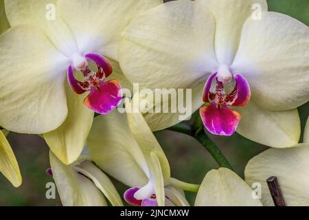 Nahaufnahme von blassgelben Orchideenblüten mit rosa Innenteilen an einem Sommermorgen in Taylors Falls, Minnesota USA. Stockfoto