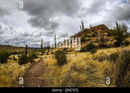 Ein Blick auf Tonto National Forest, Arizona Stockfoto