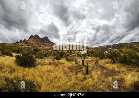 Ein Blick auf Tonto National Forest, Arizona Stockfoto