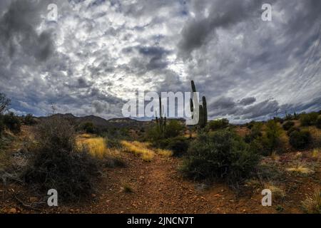 Ein Blick auf Tonto National Forest, Arizona Stockfoto