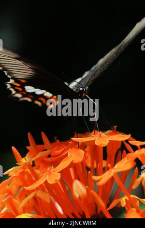 Ein weiblicher gewöhnlicher mormonenschmetterling (Papilio polytes), der im Garten, im Frühling Indiens, eine bestäubende Blume darstellt Stockfoto