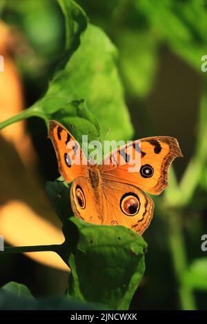 der stiefmütterchen-Schmetterling (Junonia almana) sitzt auf einem tropischen Regenwald mit Blättern in indien Stockfoto