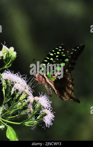 Schwanzgrüner eichelhäher-Schmetterling (graphium agamemnon), der auf einer wilden Blume sitzt und Nektar aus diesem tropischen Regenwald in indien saugt Stockfoto