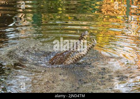 Kopfaufnahme eines Süßwasser-Krokodils (Crocodylus johnstoni) mit offenem Mund und Zähnen in einem Fluss, Northern Territory, NT, Australien Stockfoto