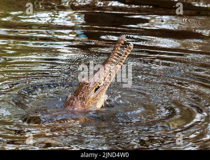 Kopfaufnahme eines Süßwasser-Krokodils (Crocodylus johnstoni) mit offenem Mund und Zähnen in einem Fluss, Northern Territory, NT, Australien Stockfoto