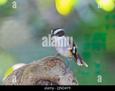 Porträt eines Buff-sided Robin (Poecilodryas cerviniventris), Timber Creek, Northern Territory, NT, Australien Stockfoto