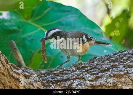 Rotkehlchen (Poecilodryas cerviniventris) mit Raupe im Schnabel, Timber Creek, Northern Territory, NT, Australien Stockfoto