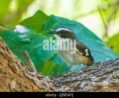 Rotkehlchen (Poecilodryas cerviniventris) mit offenem Schnabel, Timber Creek, Northern Territory, NT, Australien Stockfoto