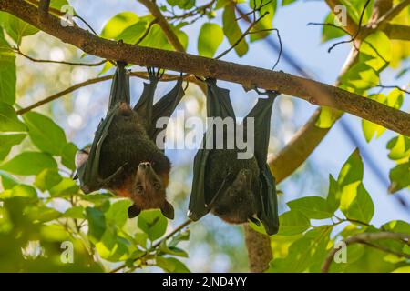 Timber Creek, Northern Territory, NT, Australien Stockfoto