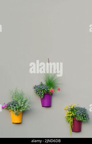 Helle Wandpflanzen, Bunte Blumentöpfe, Grüne Frische Ananas Minze Laub, Rosa Blühende Pelargonium Blumen, Rote Geranien, Salvia Officinalis Stockfoto