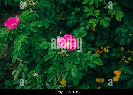 Hagebuttenstrauch mit Blütenblüten aus nächster Nähe im Garten im Frühherbst Stockfoto