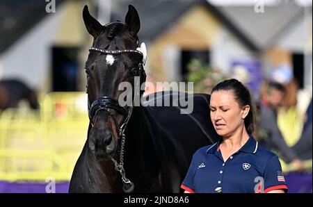 Herning, Dänemark. 10. August 2022. Weltreiterspiele. Stallungen. Adrienne Lyle (USA) reitet SALVINO während der Dressurpferdeprüfung. Kredit: Sport In Bildern/Alamy Live Nachrichten Stockfoto