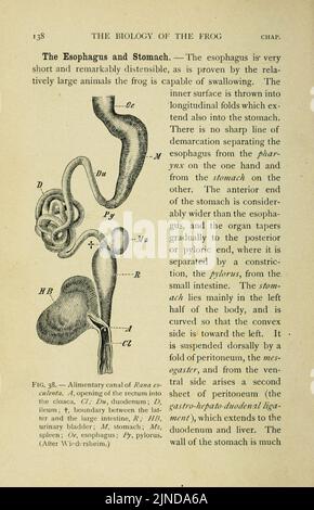 Die Biologie des Frosches (Seite 138, Abb. 38) Stockfoto