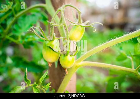 Junge grüne Tomaten reifen aus der Nähe. Schönes Bio-Gemüse aus dem heimischen Garten Stockfoto