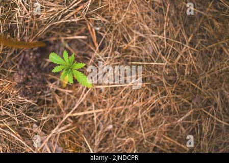 Draufsicht auf einen Marihuana-Keimling, der in Boden gepflanzt wurde, der mit trockenem Gras bedeckt ist. Stockfoto