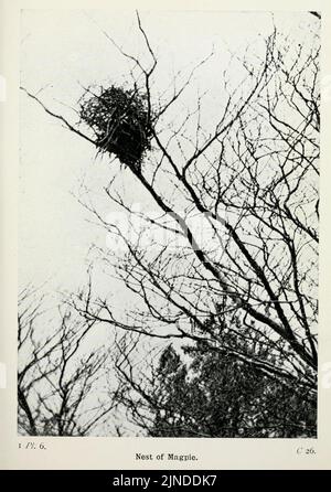 Die Vögel der Britischen Inseln und ihre Eier (Pl. 6) Stockfoto