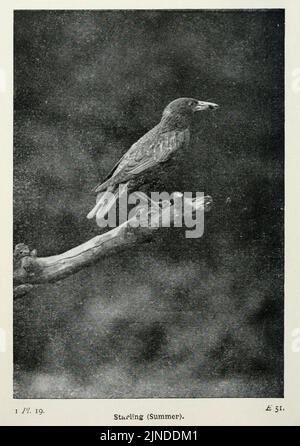 Die Vögel der Britischen Inseln und ihre Eier (Pl. 19) Stockfoto
