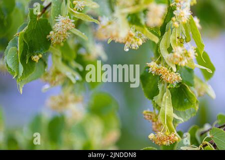 Lindengelbe Blüte des Tilia-Cordata-Baumes (kleinblättrige Linde, kleine Blattlindenblüten oder kleinblättrige Lindenblüte), Banner aus nächster Nähe. Botanik blo Stockfoto