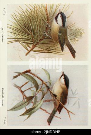 Die Vögel der Britischen Inseln und ihre Eier (Pl. 54) Stockfoto