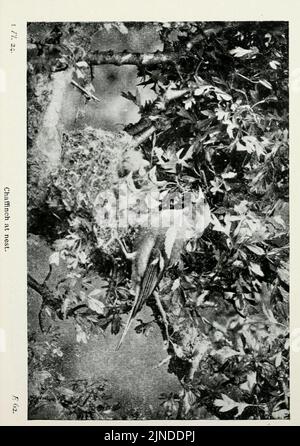 Die Vögel der Britischen Inseln und ihre Eier (Pl. 24) Stockfoto