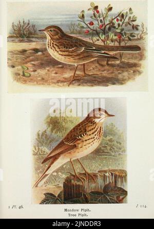 Die Vögel der Britischen Inseln und ihre Eier (Pl. 46) Stockfoto