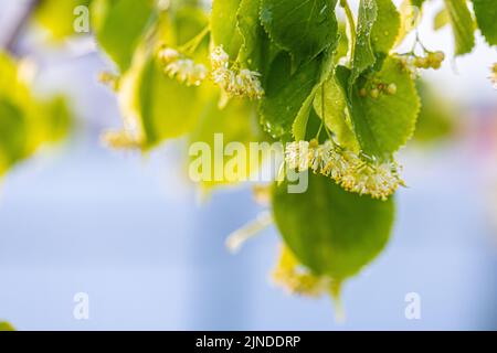 Lindenblüte des Tilia-Cordata-Baumes (kleinblättrige Linde, littleleaf Lindenblüten oder kleinblättrige Lindenblüte) Stockfoto