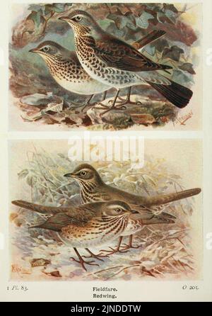 Die Vögel der Britischen Inseln und ihre Eier (Pl. 83) Stockfoto