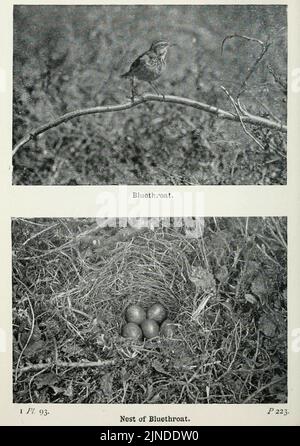 Die Vögel der Britischen Inseln und ihre Eier (Pl. 93) Stockfoto