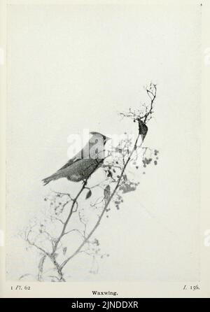 Die Vögel der Britischen Inseln und ihre Eier (Pl. 62) Stockfoto