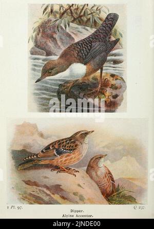 Die Vögel der Britischen Inseln und ihre Eier (Pl. 97) Stockfoto