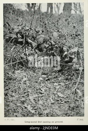 Die Vögel der Britischen Inseln und ihre Eier (Pl. 121) Stockfoto