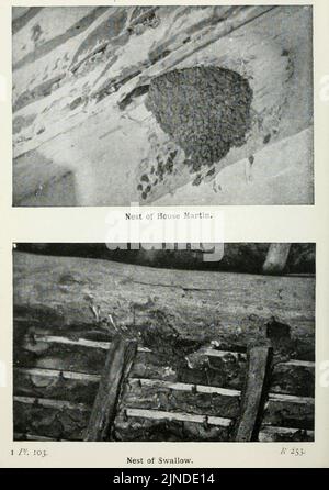 Die Vögel der Britischen Inseln und ihre Eier (Pl. 103) Stockfoto