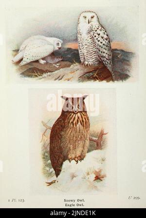 Die Vögel der Britischen Inseln und ihre Eier (Pl. 123) Stockfoto