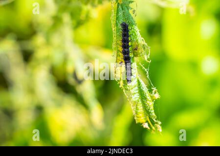 Schwarze Raupe eines Pfauenschmetterlings auf einer Brennnessel aus nächster Nähe. Eine schwarze Raupe mit Stacheln und weißen Punkten frisst die Blätter der Brennnessel Stockfoto