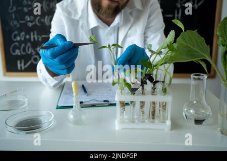 Männlicher Biochemiker, der im Labor an Pflanzen arbeitet. Der Biotechnologe erforscht Blätter mit einer Pinzette. Biologist Workplace. GVO-Konzept. Stockfoto