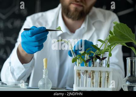 Mikrobiologe mit Blick auf eine grüne Pflanze in einem Reagenzglas. Laborbiologe führt Experimente durch. Medizinwissenschaftler, der in einem Wissenschaftslabor arbeitet Stockfoto