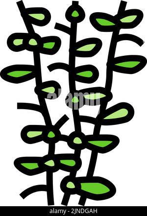 Moneywort Seegras Farbe Symbol Vektor Illustration Stock Vektor