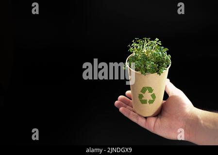 Die Hand eines Mannes hält einen Kraftbecher mit Grüns im Inneren. Das Konzept des Recyclings ohne Plastik Stockfoto