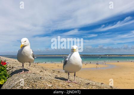 Zwei Möwen stehen an einer Wand in St. Ives in Cornwall, im Hintergrund Porthminster Beach. Stockfoto