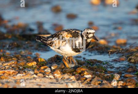 Drehsteinflug (Arenaria interpres), der zwischen Kieselsteinen und Steinen an einem Kiesstrand bei Ebbe in England, Großbritannien, steht. Stockfoto