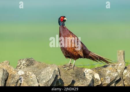 Nahaufnahme eines farbenfrohen männlichen, ringhalsigen faasans im Sommer. Wachsam und mit Blick auf die Trockensteinmauer. Hintergrund bereinigen. Wissenschaftlicher Name: Phasianu Stockfoto