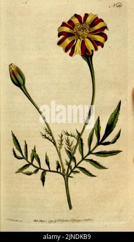 The Botanical Magazine, OR, Flower-Garden displayed (Tafel 150) (8559476527) Stockfoto