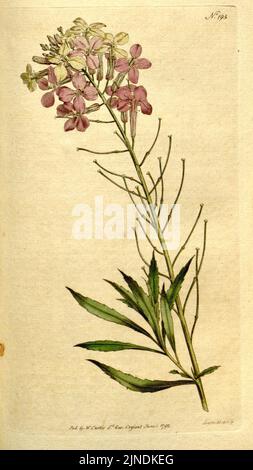 The Botanical Magazine, OR, Flower-Garden displayed (Tafel 195) (8560614590) Stockfoto