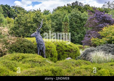 Hirsch-Skulptur im Wintergarten von Pinetum Gardens, St. Austell, Cornwall, England Stockfoto