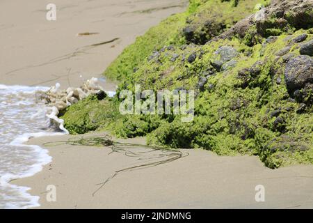 Wasser spritzt im August sanft einen moosigen Felsen an einem Strand in Südkalifornien. Stockfoto