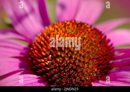 Makro eines rosa Echinacea im Sommer Stockfoto