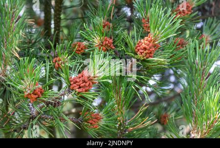 Grüner natürlicher Hintergrund mit Nahaufnahme eines blühenden Kiefernzweiges im Wald an einem sonnigen Tag Stockfoto