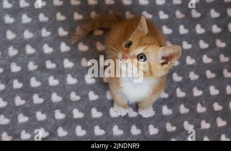 Niedliches kleines rotes Kätzchen schaut mit blauen Augen auf. Haustier. Stockfoto