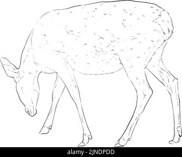 Fotorealistische handgeschriebene Strichkunst von Hirschen Stock Vektor